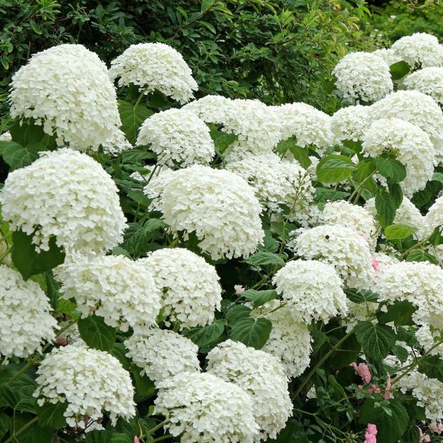  ALDI Is Selling This Popular "It" Hydrangea for Just $9.99 — But It's Guaranteed to Sell Out Fast 