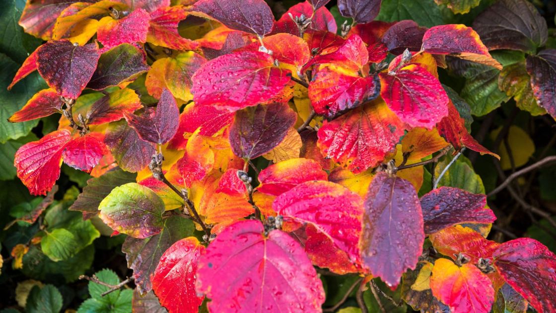  7 Underused Shrubs and Perennials to Plant in October for Extraordinary Fall Color that Lasts into Winter 