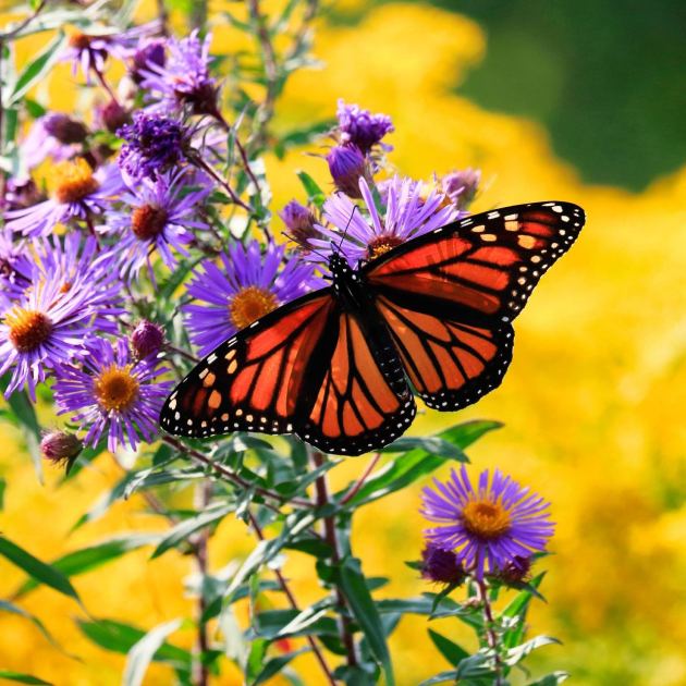  Gardeners Are Replacing Tired Flowers With These 5 Gorgeous Prairie Plants That Shine in Fall 