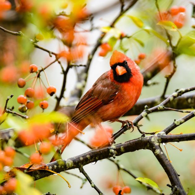  What Backyard Birds Need in September – 6 Easy Ways to Help Them Through Fall 