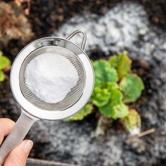  I Saw Gardeners Using Flour To Deter Garden Pests – So I Asked My Professional Gardener Husband About It 