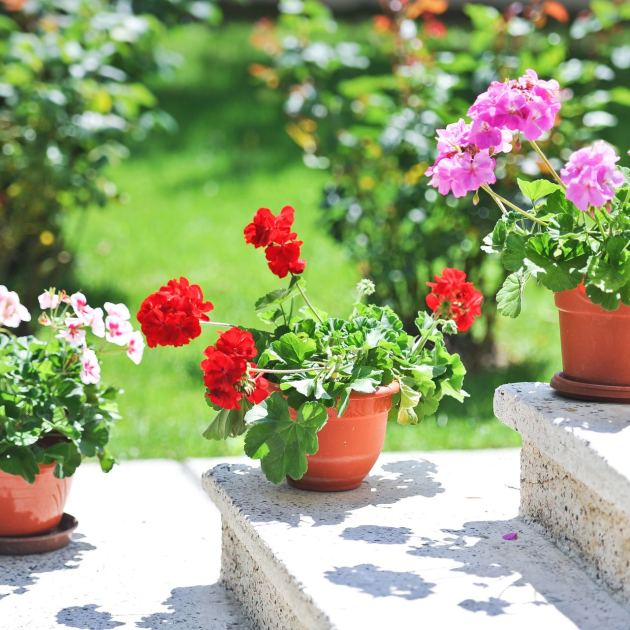  What Do With Geraniums in September – 4 Easy Tasks to Help Plants Survive & Thrive Again Next Summer 