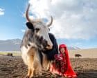 An Afghan girl calmly milks a giant yak: Daniel Malikyar’s best photograph