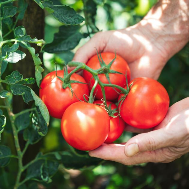  What to Do With Tomato Plants in September – 7 Easy Tasks to Get the Most Out of Your 'Maters Before the First Frost 