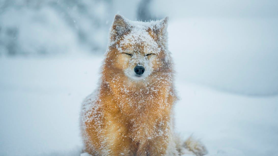 7 Ideas Straight From the Vet to Keep Your Pets Safe in Snowstorms