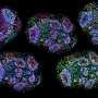 Oldest human brain cells grown in lab 'recorded passage of time'