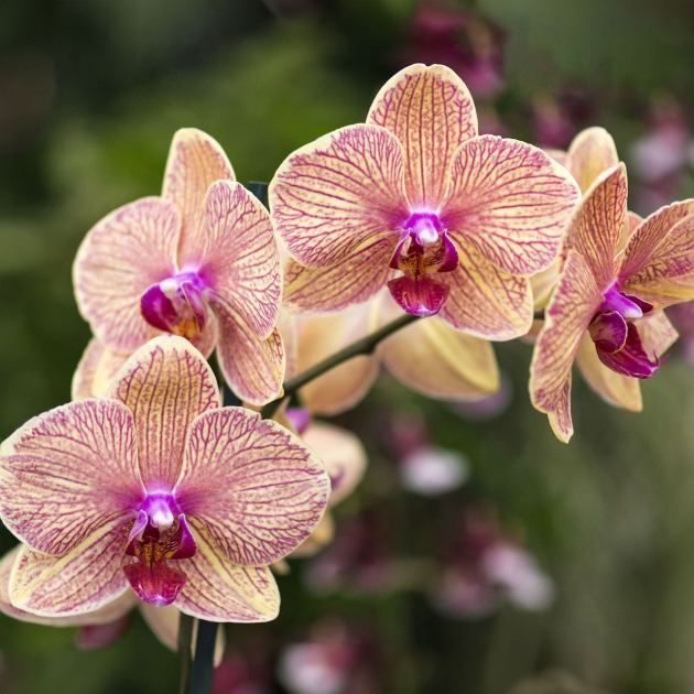  What to Do With Orchids in April for Maximum Blooms – The Easy Spring Reset to Keep Them Flowering for Months 