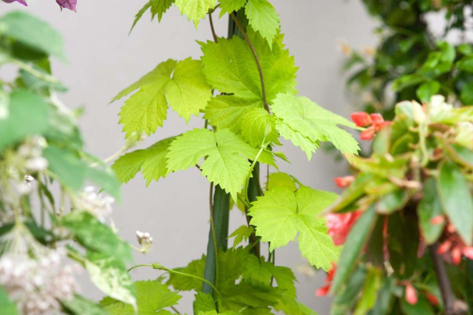 Hideous fence? Try one of these 5 brilliant fast-growing climbers to hide them perfectly