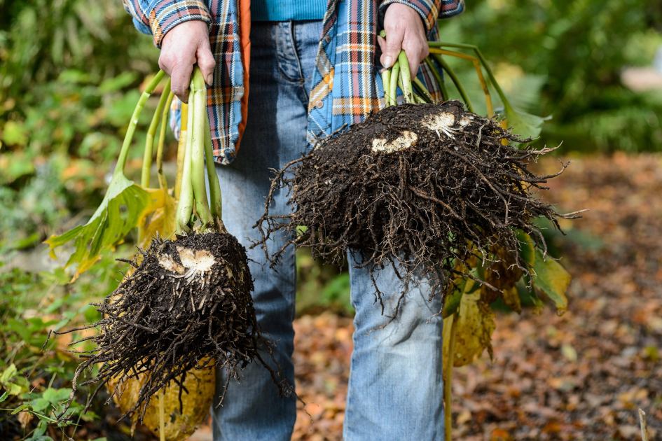 Last chance to divide perennials and grasses, until autumn