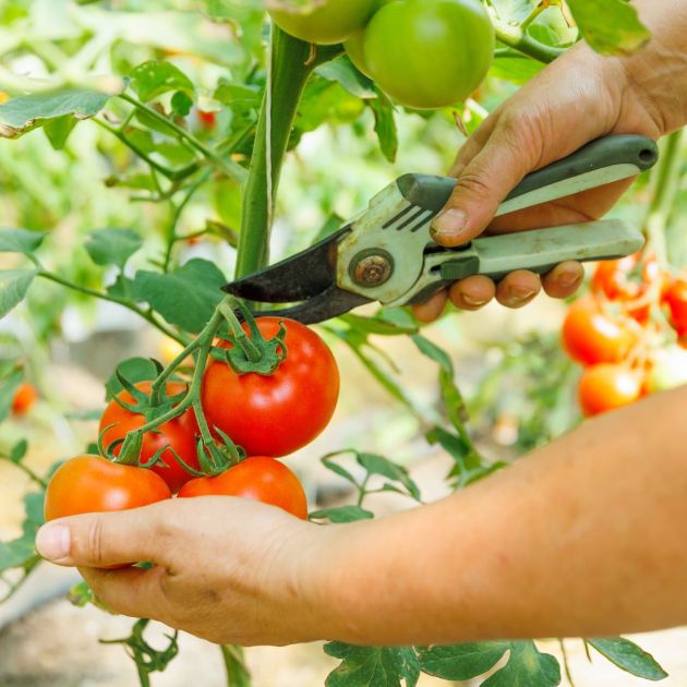  How to Prune Tomatoes for Healthier Plants & Bigger Harvests – What Experts Want You to Know Before You Pick Up the Pruners 