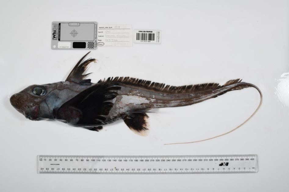 Scientists Discover Over A Thousand New Ocean Species In Landmark Deep Sea Exploration
