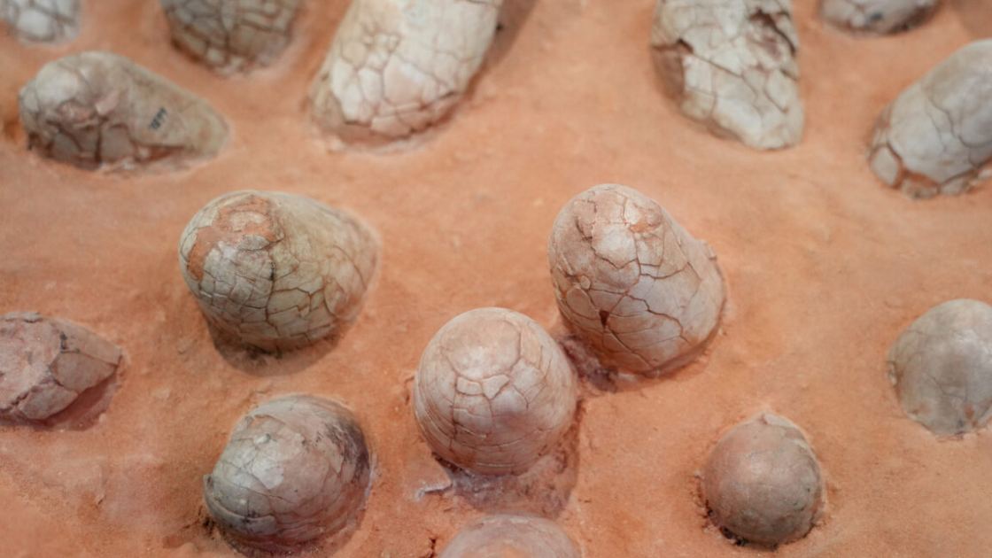 Dinosaur eggshells can reveal the age of other fossils