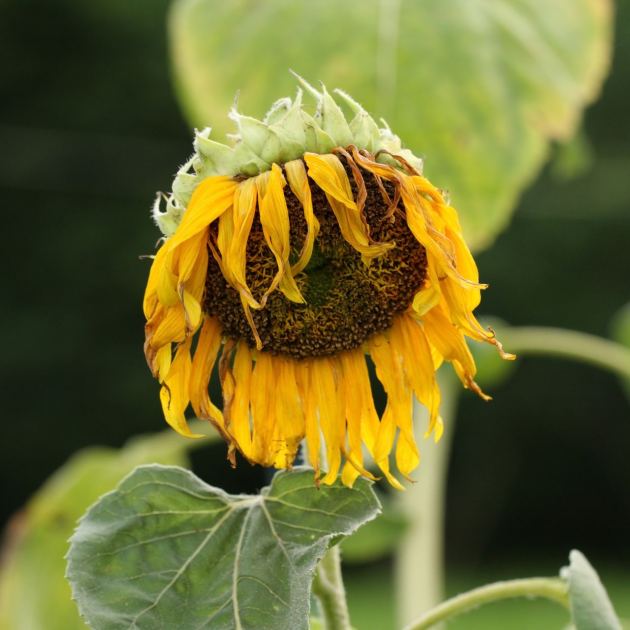  How to Save Heat-Stressed Plants Without Overwatering Them – 5 Easy Steps to Take Now Before It’s Too Late 