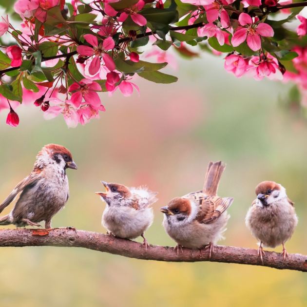  Why a Waiting Branch is the Simple Bird Bath Upgrade Your Garden Birds Need This Summer 