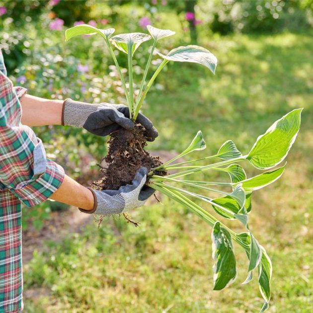  5 Overgrown Perennials To Divide In August For Free Plants Next Year and a Tidy Garden This Fall 