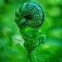 Pushing the right buttons: Fern guides its embryo's sense of up and down