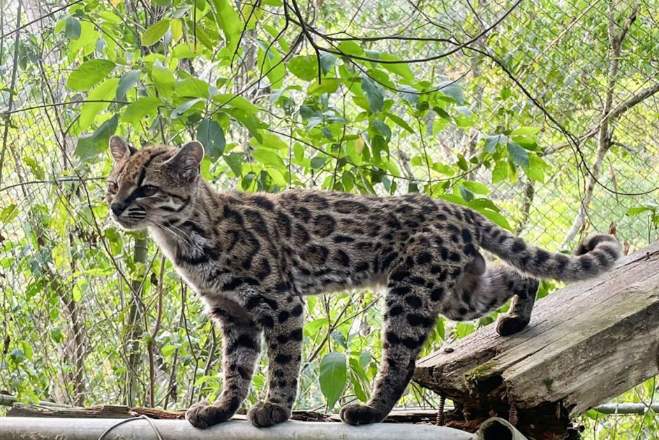 Beautiful new cat species is first to be named in a century