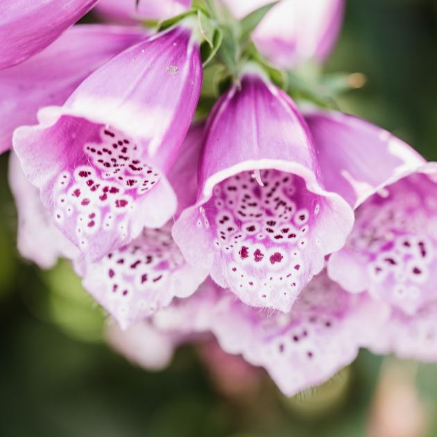  7 Pretty Self-Seeding Flowers That Will Quietly Fill Gaps And Bare Patches All By Themselves 