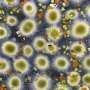 Cyanobacterium found in clean lakes shows little toxic potential