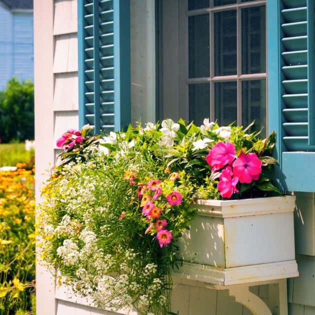  6 Longest-Flowering Annuals for Hanging Baskets & Window Boxes – Plant Now for Dazzling Blooms That Last Until the First Frost 