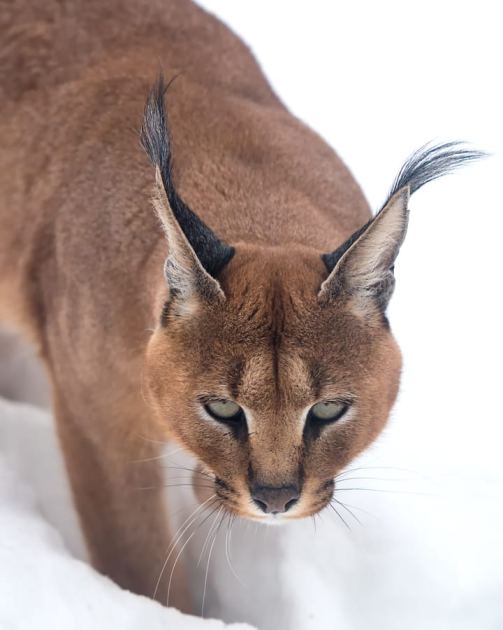 Dark Caracal Adds New Malware to Cyber Espionage Arsenal