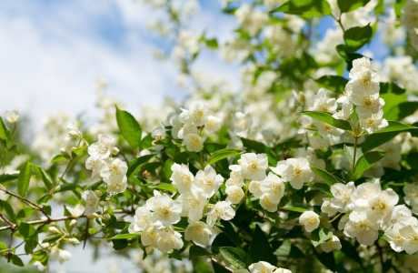 How to Grow and Use Jasmine for Tea Making