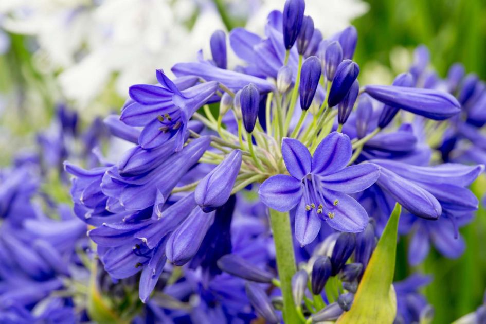 Do all your potted plants DIE? Try these 15 expert-picked varieties that thrive