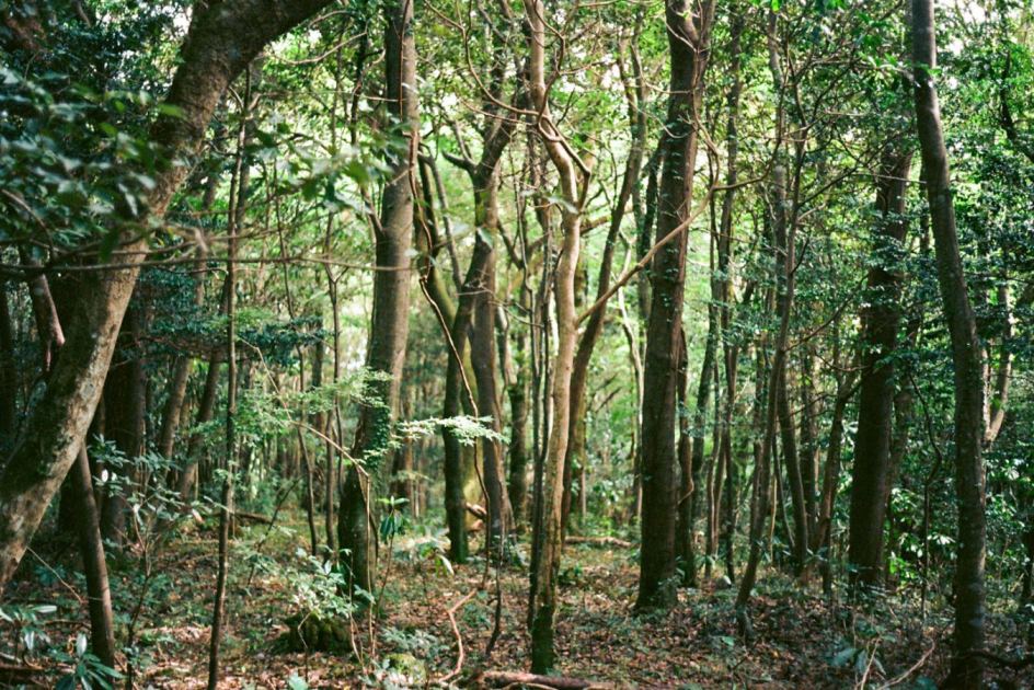 The land’s ability to store carbon has bounced back after two bad years