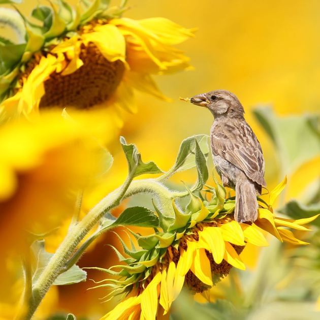  Help Your Backyard’s Baby Birds in June – 6 Flower and Plant Combinations to Keep Them Coming Back for More 