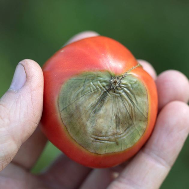  Can You Save Tomatoes With Blossom End Rot? What To Pick, Toss, And Leave On The Vine 