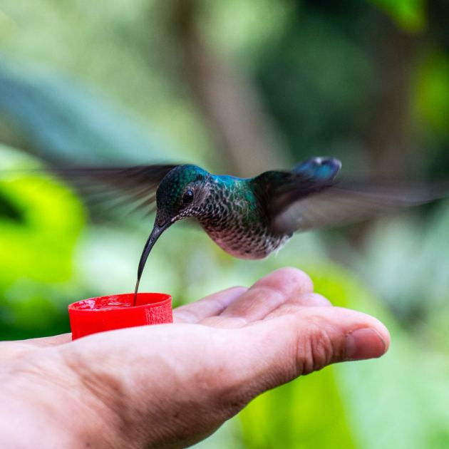  How to Hand-Feed Hummingbirds – 6 Critical Secrets to Enjoy This Heartwarming Garden Experience 