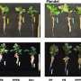 Potatoes benefit when two soil bacteria team up