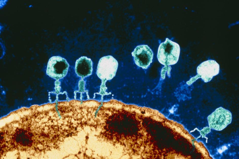 CRISPR-armed phages help treat severe superbug infection