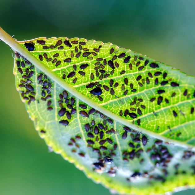  These 4 Common Mistakes Are Creating an Aphid Infestation in Your Garden – Take Control Before They Totally Take Over 