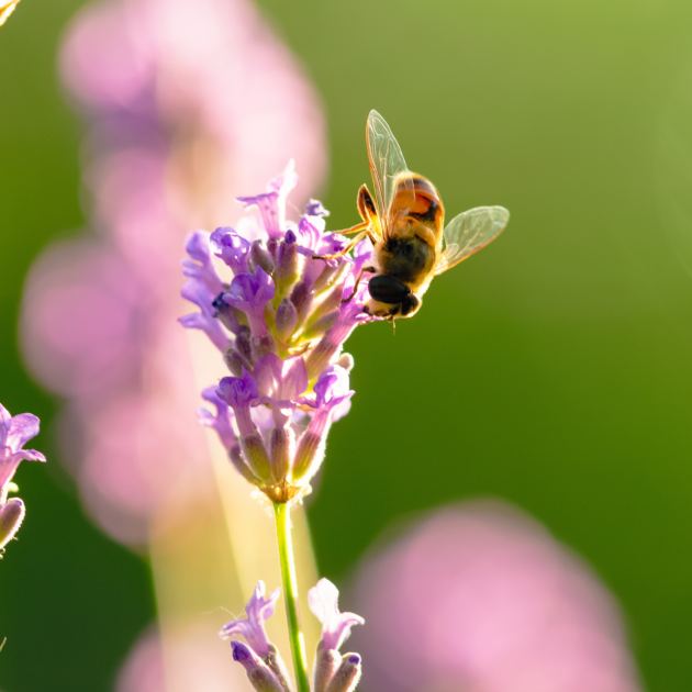  Our Gardens Can Be Lifelines For Wildlife During A Heatwave – Here Are 5 Simple Things I'm Doing 