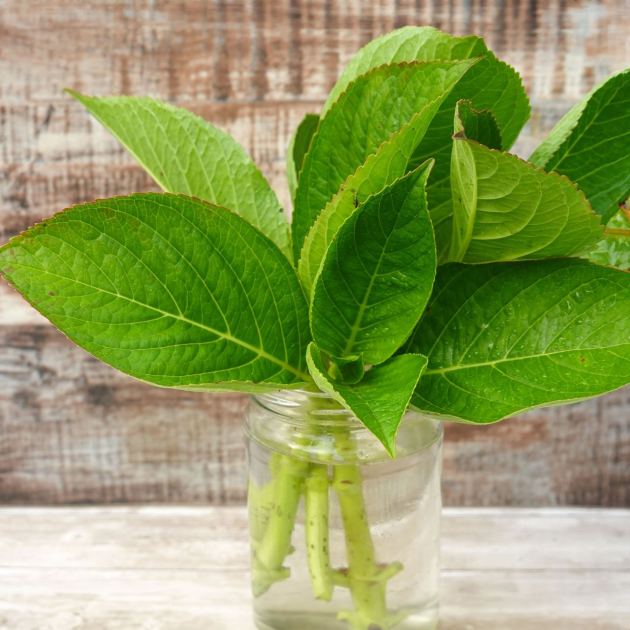 3 Easy Cuttings You Can Root in Water This September (Including the One Everyone Thinks is Impossible) 