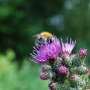 Sheep grazing may pose greater threat to Scotland's wild pollinators than honey bees