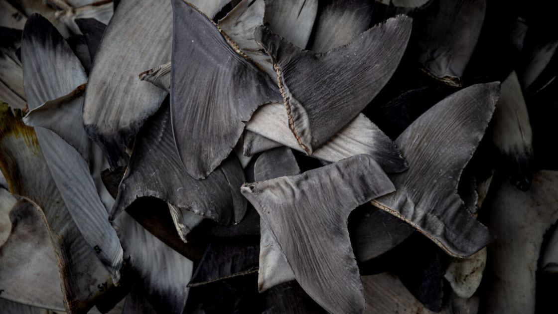 China’s shark finning could lead to US seafood sanctions