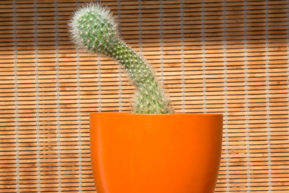 Thorny Questions About Your Penis...No Embarrassment Here