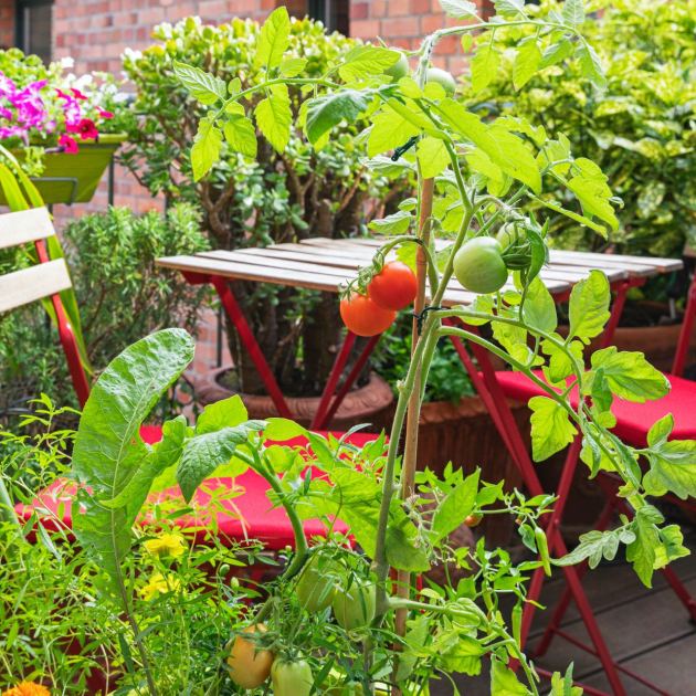  10 Best Small-Space Veggies That Thrive in Containers For a Productive Kitchen Garden on Your Patio or Deck 