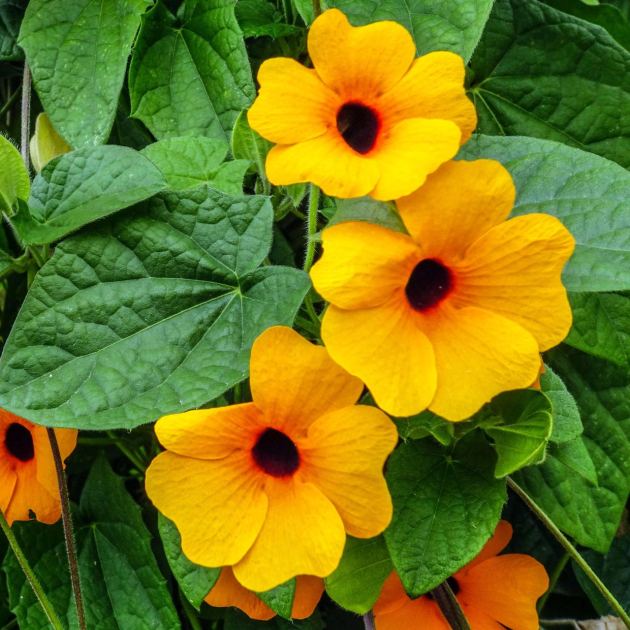  These 8 Gorgeous Fast-Growing Privacy Plants Create a Sanctuary of Color, Texture and Fragrance before Fall 