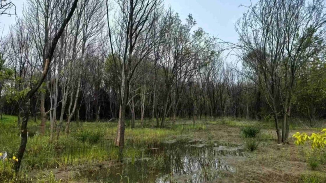 Beijing’s tree die-off reveals hidden risks of rapid underground water recovery