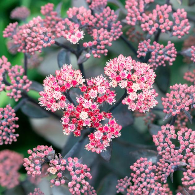  This Pretty Flowering Plant Forms a Natural Firebreak and it’s So Easy to Grow, Even for Beginner Gardeners 