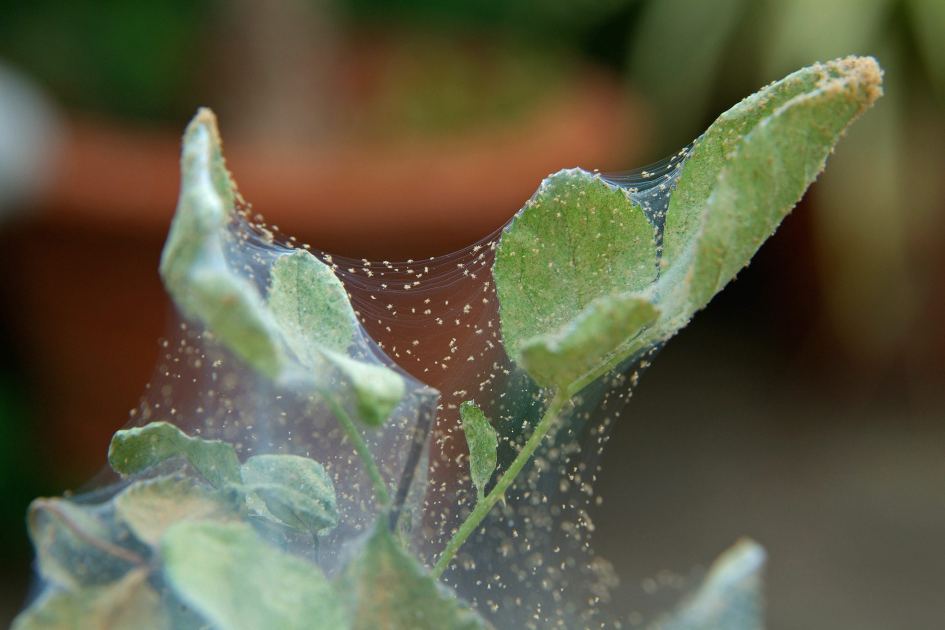 These pests multiply fast - are your house plants at risk?