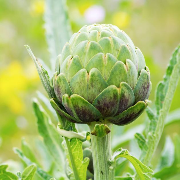  13 Perennial Vegetables You Only Have to Plant Once – But Can Pick Again and Again for Years of Delicious Harvests 