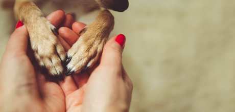 7 Ways to Say Goodbye and Honor the Memory of Your Departed Pet