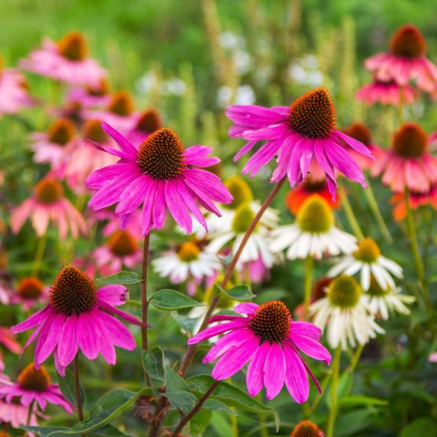  Don't Cut Back These 5 Perennials Too Soon! They Add Multi-Season Interest, If You Leave Them Alone in Fall 