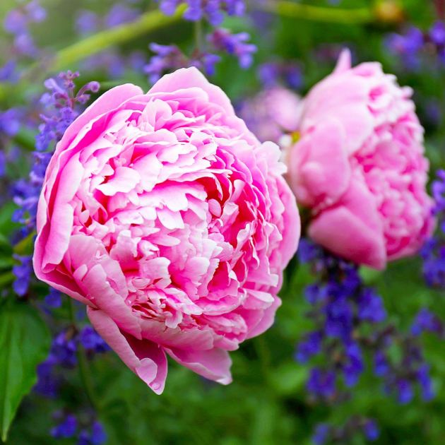  What Peonies Need in July – 4 Vital Tasks to Prevent Disease and Enjoy Big, Blousy Blooms Next Year 