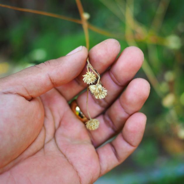  Can You Take Seeds From Public Plants? The Legal Rules Gardeners Should Know Before Pocketing Seed Pods 