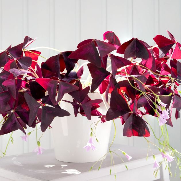  6 Purple Houseplants That Add Instant Drama To Your Home – And They're Low Maintenance, Too! 